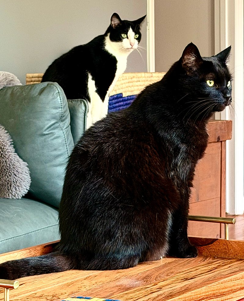 Our ever-alert guard cats, Bowie and Jagger, in front, takes a brief break from their vigil to wish you herring and ansjovies! 😸!